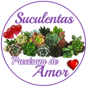 Como cultivar suculentas